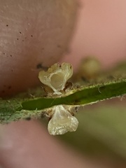 Caryomyia melicrustum