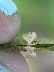 Caryomyia melicrustum