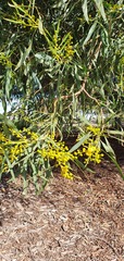 Acacia pycnantha
