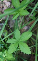 Potentilla canadensis