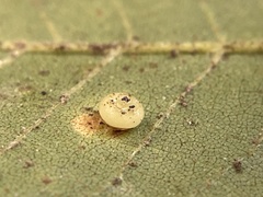 Caryomyia melicrustum