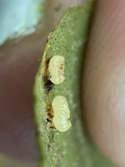 Caryomyia melicrustum