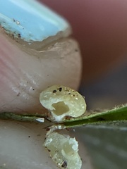 Caryomyia melicrustum