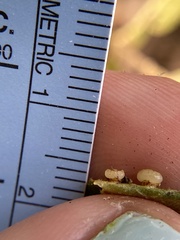 Caryomyia melicrustum