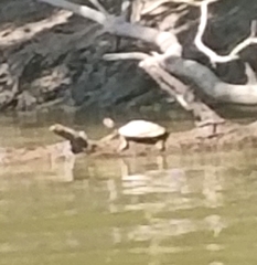 Graptemys ouachitensis