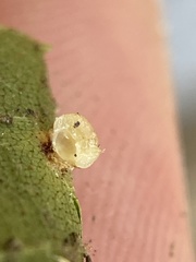 Caryomyia melicrustum