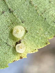 Caryomyia melicrustum