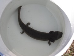 Necturus maculosus