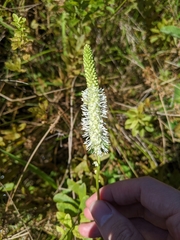 Sanguisorba canadensis