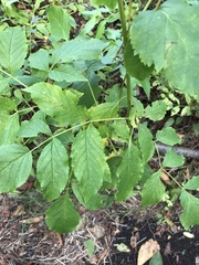 Aralia hispida