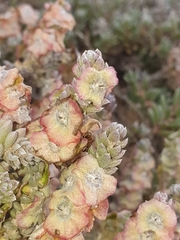 Maireana trichoptera