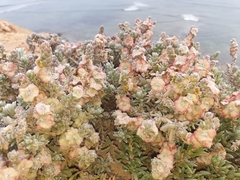 Maireana trichoptera