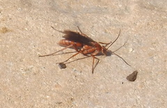 Tachypompilus