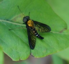 Chrysopilus thoracicus