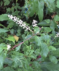 Phytolacca americana