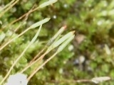 Bryopsida