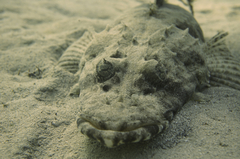 Papilloculiceps longiceps