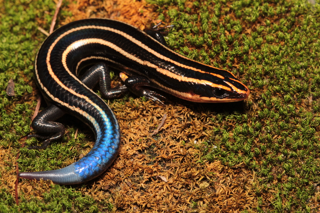 Sumichrast's Skink