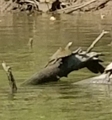 Graptemys ouachitensis