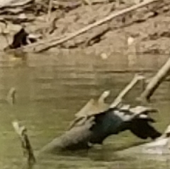 Graptemys ouachitensis