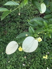 Mussaendeae
