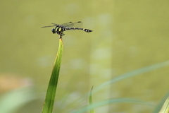 Ictinogomphus pertinax