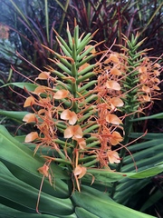 Hedychium coccineum