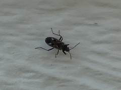 Rhyparochromus