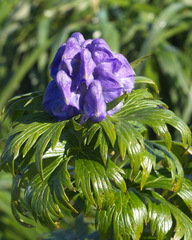 Aconitum maximum