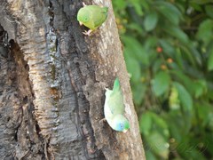 Forpus conspicillatus