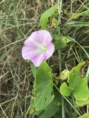 Calystegia sepium roseata