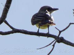 Tyrannus melancholicus