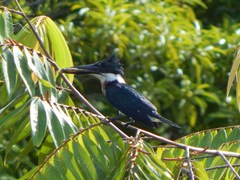 Chloroceryle amazona