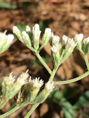 Eupatorium pilosum