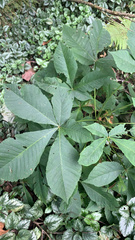 Aesculus glabra glabra