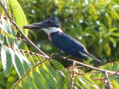 Chloroceryle amazona