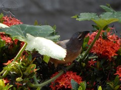 Saltator olivascens
