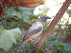Saltator olivascens