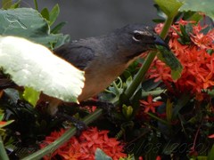 Saltator olivascens
