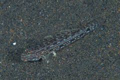 Istigobius decoratus