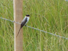 Tyrannus savana