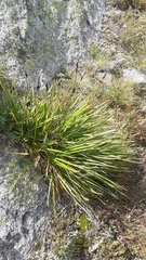 Carex scopulorum scopulorum