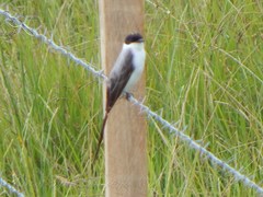 Tyrannus savana