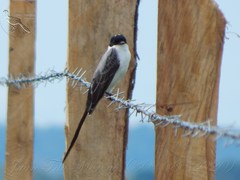 Tyrannus savana