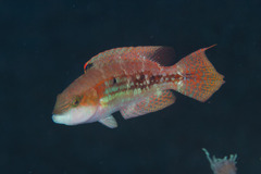 Oxycheilinus bimaculatus