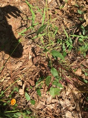 Eupatorium pilosum