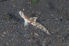 Tomiyamichthys oni