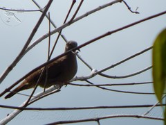 Columbina talpacoti