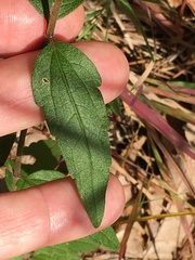 Eupatorium pilosum