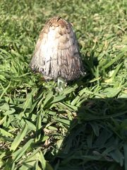 Coprinus comatus